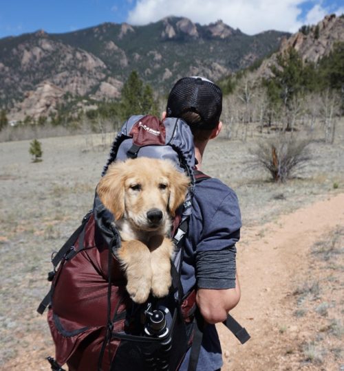 man-dog-backpack-1448055